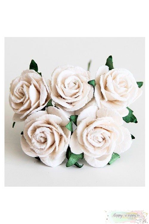 Розы белая